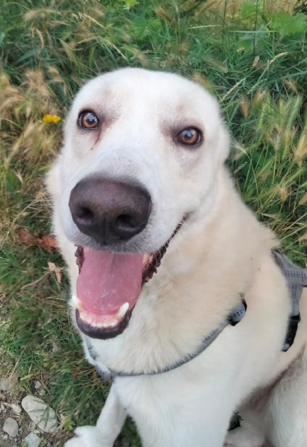 Oliver taglia grande, va d’accordo con cani e gatti Foto 4